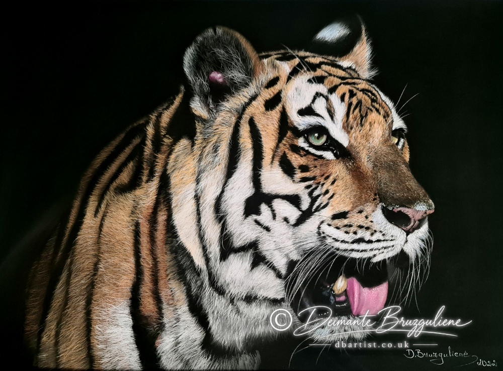 Tiger, Soft pastel on Pastelmat by Deimante Bruzguliene